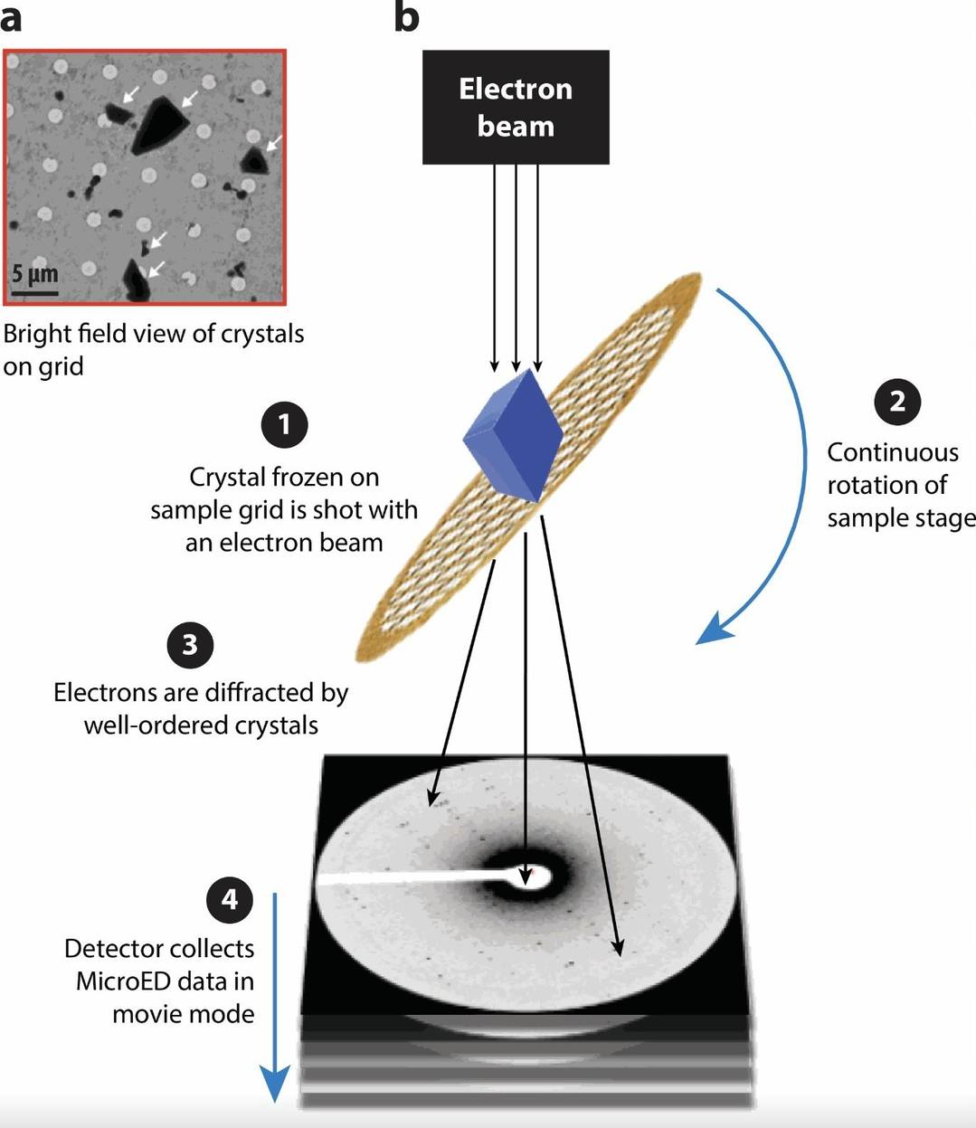 MicroED workflow showing the screening of microcrystals and the collection of diffraction data with a fast camera while rotating crystals under an electron beam.
